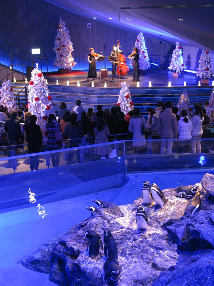すみだ水族館 『ペンギンと音楽の夜 X'mas 2015』